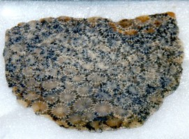 Pumice: Identification, Pictures, & Info for Rockhounds – Rockhound Resource
